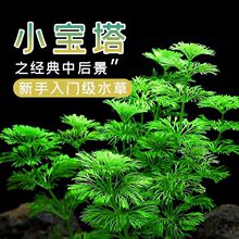 С����ˮ�����֟o�������̼��ˮ���ˮ���쾰�󾰲��~�������Gֲ