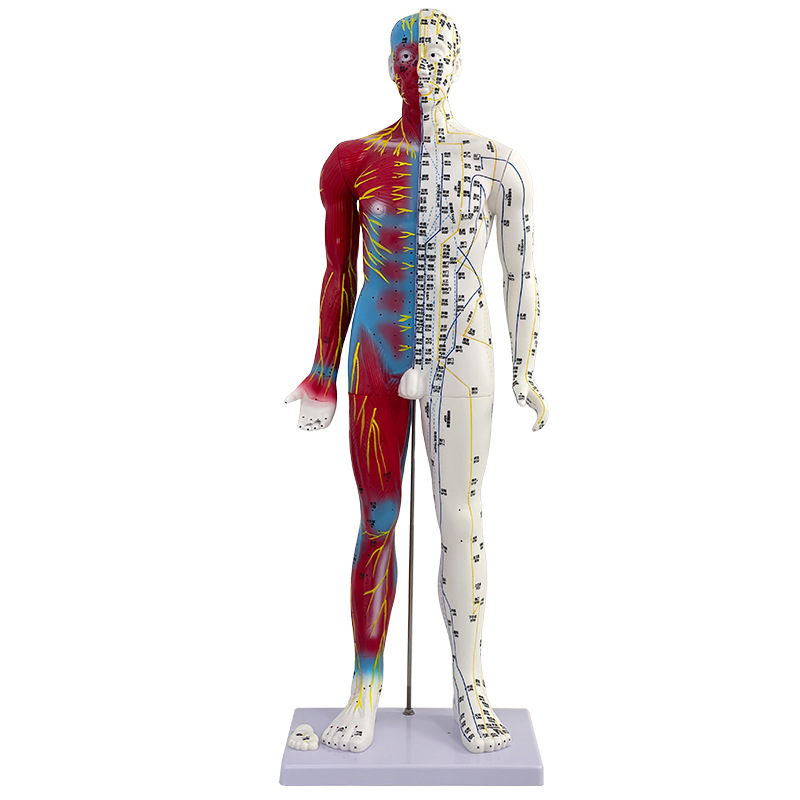 ʮ�ľ�Ѩģ�͸�85cm��ҽ����Ѩλ �������ģ�Ͱ�Ƥ�뼡����ģ��