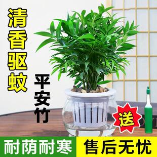 Bamboo and Cypress Potted Plants, Office Mosquito Repellent Plants, Glass Hydroponics, Safe Bamboo, Evergreen and Easy to Grow Small Green Plants in All Seasons