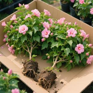 ����ľ���ذ��ͺ���ɣ��ľ�Ȼ��M�ڻ������ԾGֲ�ΰ��̨�҃��_��