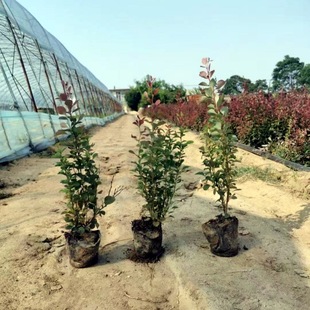 Nutrient Cup Seedlings of Purple-Leaved Berberis, Container Seedlings of Purple-Leaved Berberis, Clumped Purple-Leaved Berberis Hedge Seedlings, Red-Leaved Berberis