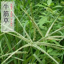 �͸���ţ��ݷN���F�����o�²������زݽO�����o�·N�ӷ�ˮ����ʧ