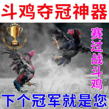 【夺冠神器】斗鸡打料斗鸡饲料斗鸡越南鬼子比赛抗打专用料