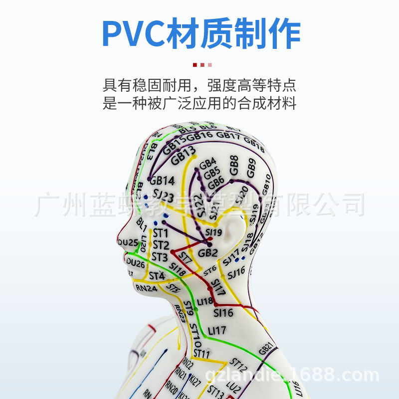 �羳�� Ӣ�Ĵ��� 52CM���Ѩλ����ģ��ͼ������������ϰȫ������