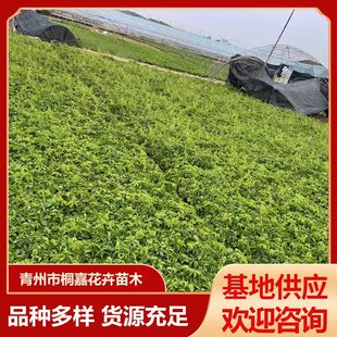 Base Supply Wholesale Climbing Plant Three-Leaf Brocade Seedlings, Wall-Climbing Tiger Five-Leaf Potted Seedlings Five-Leaf Brocade