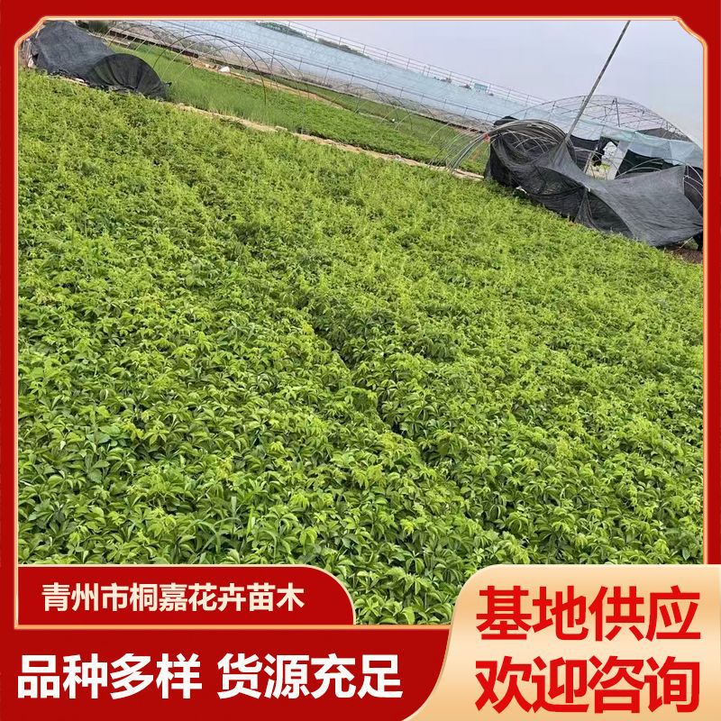 基地供应批发爬藤植物三叶地锦小苗 爬墙虎五叶盆栽大苗五叶地锦
