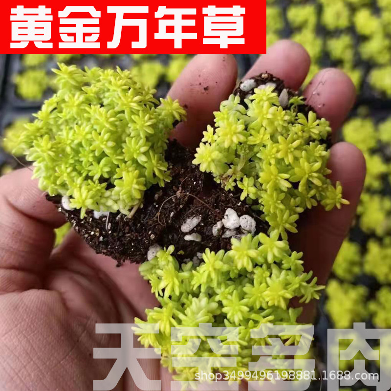 123黄金万年草 天空多肉植物 种苗花卉网 123黄金万年草 天空多肉植物 种苗花卉网
