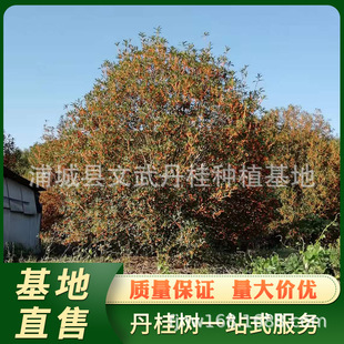 �����󵤹��4�׹ڷ� �����μt���𻨘��е��� �ֳǵ������ֱ��