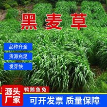 批发黑麦草种子冬牧70黑麦草籽牧草四倍体产量好口感好