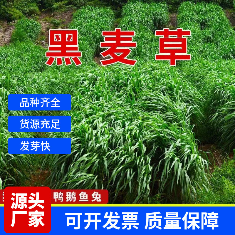 批发黑麦草种子冬牧70黑麦草籽牧草四倍体产量好口感好