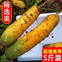 山西黄萝卜新鲜胡萝卜蔬菜新疆农家疏菜时令当季胡萝卜3/5/10斤
