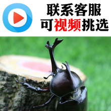 反季节独角仙甲虫成虫幼虫现货活体昆虫饲养箱爬虫锹甲果冻造景