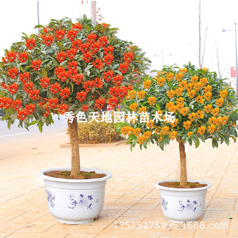 四季桂花树苗花卉盆栽浓香型观花植物室内带花庭院嫁接金桂桂花树