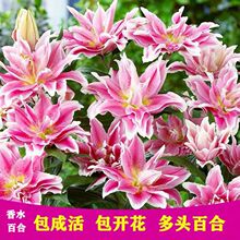 香水百合花种子 香水百合花种子品牌 图片 价格 香水百合花种子批发 阿里巴巴