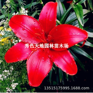 Red Lily Potted Heat-Resistant Florals, Cold-Resistant Large Balls, Perfume Balls with Imported Multi-Headed Lily Strong-Scented Bulb Seeds
