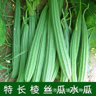 ���L��ǽz�ϷN�ӿ����͟�ͥԺ�����ЙC�߲˰˽ǽz�ϷN���ļ��ɲ�