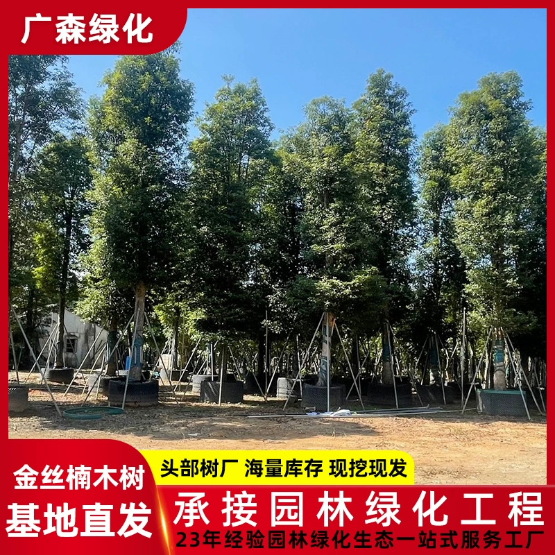 Премиальные золотые саженцы дерева Нанму для посадки на базе питомника, уличные деревья для ландшафтного проекта, саженцы