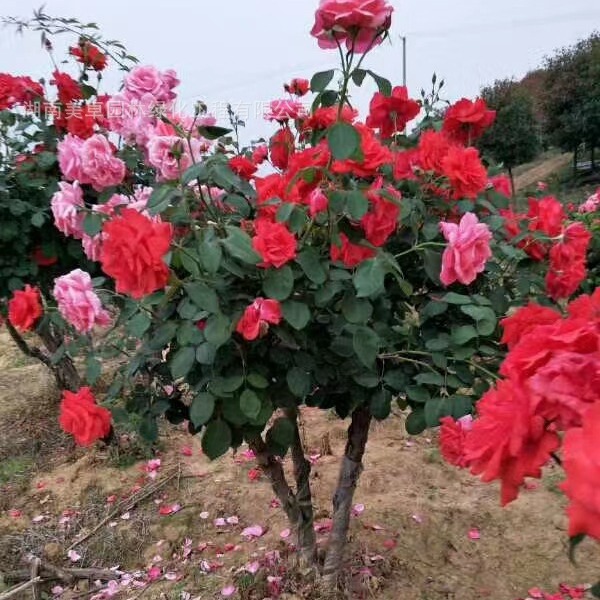 小花大花丰花欧州大月季花苗   钻石月季花 多色花 月季批发零售