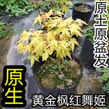 正宗原生红舞姬黄金枫矮化日本红枫橙之梦盆栽盆景庭院植物包邮