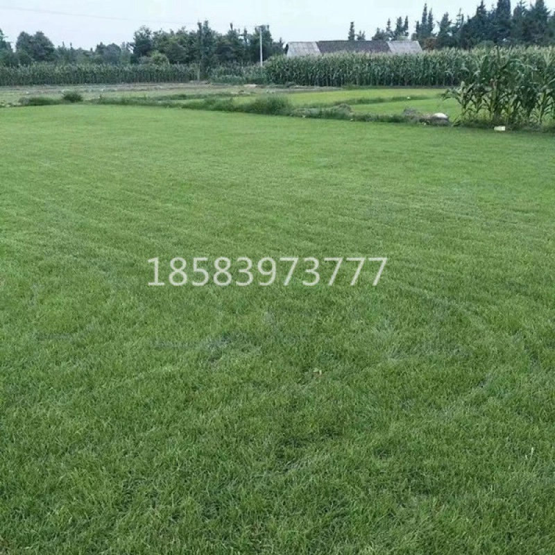 Семена газонной травы Семена Манилы Sijiqing не обрезает зеленые семена защиты кожи от склонов Bermudagrass