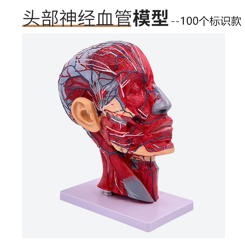 ����ͷ��ҽѧ����ͷ�Ǵ�������Ѫ��ģ���� �����沿��΢����