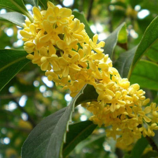 ����̨�w�𻨘��������҃��ļ��_��ֲ������ͼ޽ӽ�𵤹�����