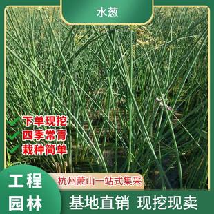 ����ֱ�Nˮ��ֲ��ˮ�[�_���ˮ��Ʒ�N�Rȫ�˹�ֲ�︡�u�Gֲˮ�B