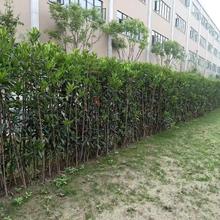 法国冬青庭院户外围墙篱笆好养耐热珊瑚树四季长青绿化树常绿树苗