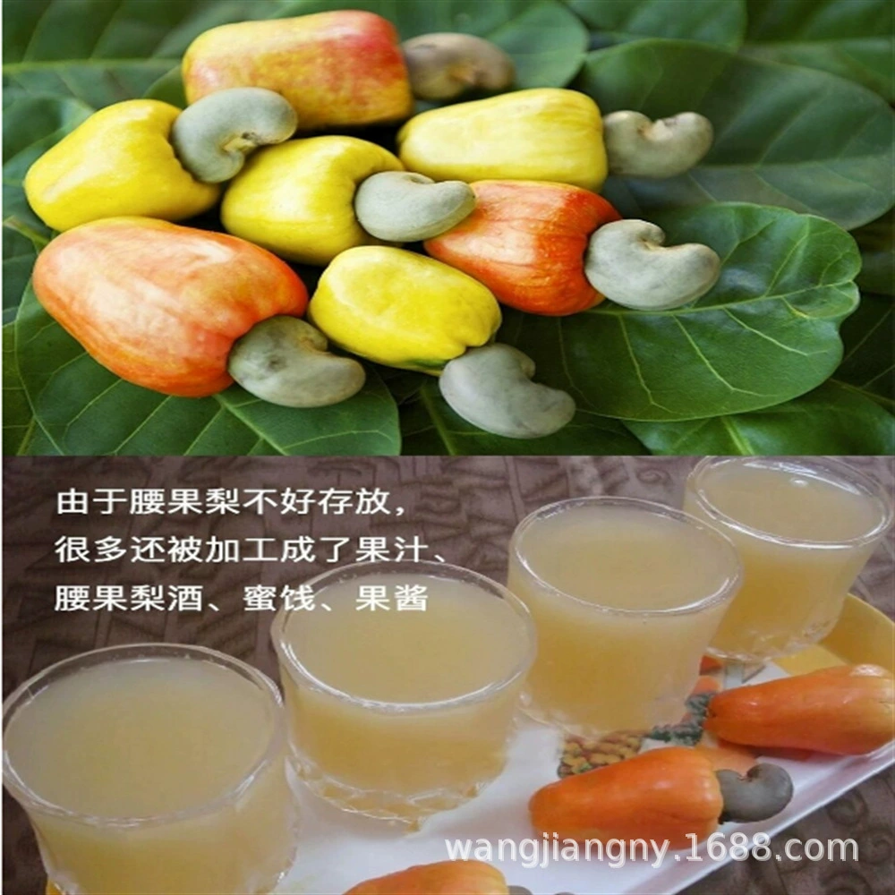 Вьетнам Рассада дерева кешью Посадка в горшке Рассада плодов рассады Плоды года Посадка рассады курицы Кусковые плоды на юге и севере