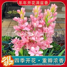 ������N���_���N������Ͷ�������ֲ���҃���ͥ���l�L����ҹ����