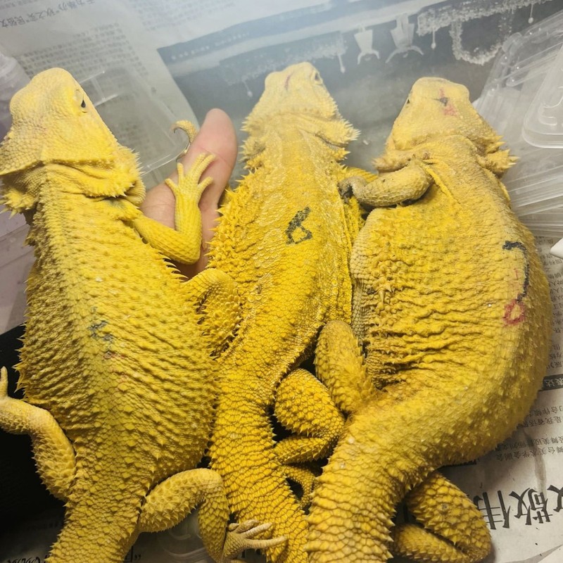 鬃狮蜥蜴活的宠物幼体入门级爬宠异宠温顺不咬人柑橘红系超白zero|undefined