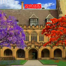 �M���{��麘��� ���F���� ��ϡ���F���� �P��ľ �t��麘�ͥԺ����