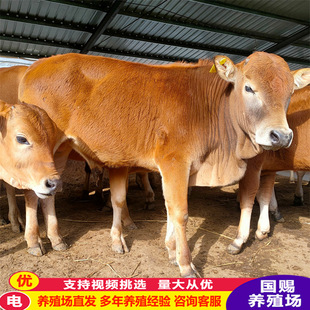 ������ţ�����Sţ�Bֳ ����ţ�� С��ţ���Sţ�r��