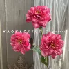 Elegant Rose