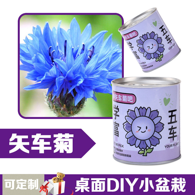 缶植え室内卓上ミニ観葉植物学生入学祝い植栽缶観葉植物卸売|undefined