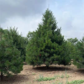 出售 常绿乔木 油松 2 3 4 5 6米 绿化工程苗 验苗装车