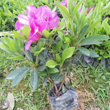 包邮杜鹃花小杯苗毛鹃春鹃夏鹃供应苗盆景绿化工程苗篱笆庭院楼顶