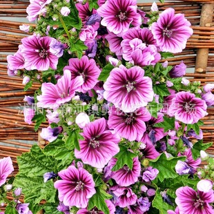 Mallow Seeds Flower Seeds Potted Flower Plants Cold-Resistant Four-Season Sowing Easy-To-Live Courtyard Greening Ornamental Flower Seeds