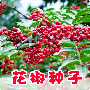 �����N�Ӵ�t�ۻ����N��Ұ��ɽ���t���齷��������̻h�������߲�