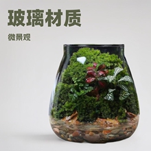 ˮ��ֲ�ﻨƿ�������Bƿ̦�\ֲ���쾰΢���^�[��diy���ֶY��