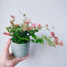 ���~�jʯ������ٴ����Gֲ�k���҃����滨������ֲ����B����͕�