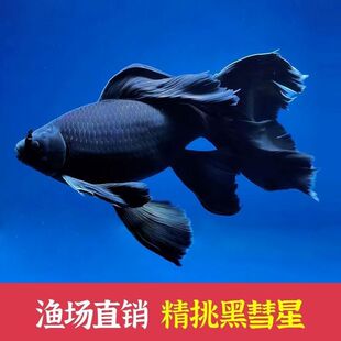 �ڲݽ�����Lβ�լ̨��β����ˮ�^�p�~�L�����P�~��ڽ��\�����l