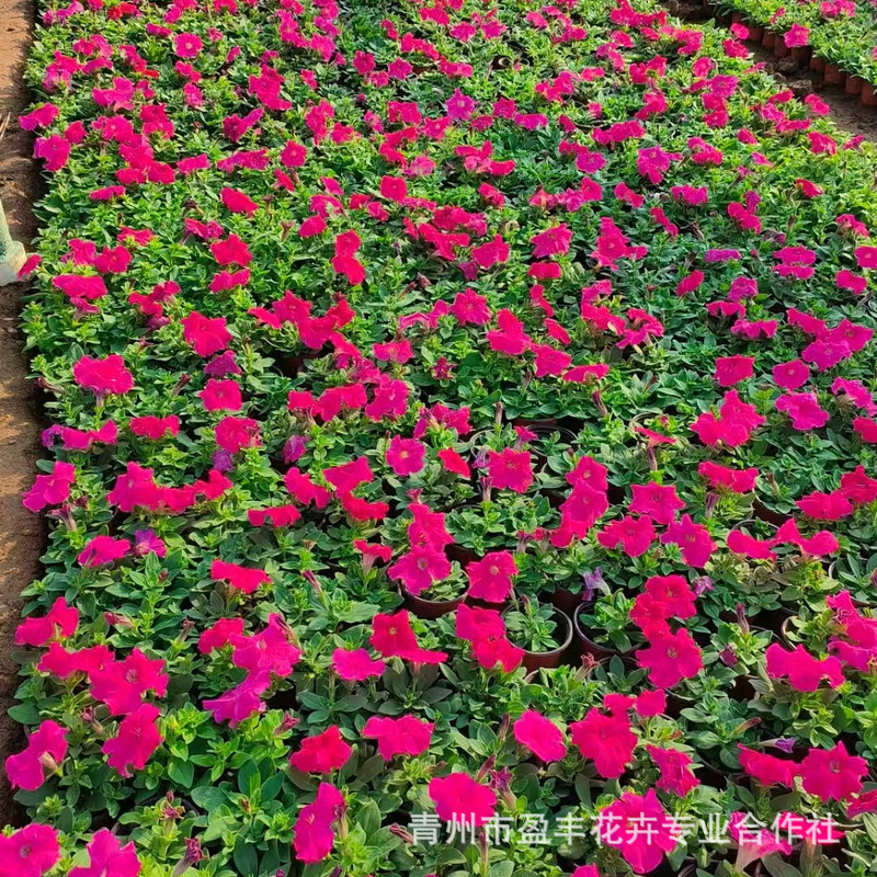 微信图片_20250320134935