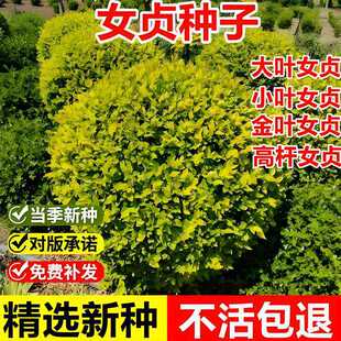 �²�Ůؑ�N��С�~Ůؑ�Ѵ��~Ůؑ��N�ļ����G�h�ʠ��G����ľ�N��