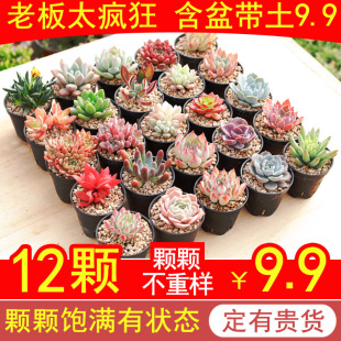 Succulent Plant Combination Succulent Plant Package with Pots and Soil Easy-To-Live Indoor Green Plant Succulent Plant Combination Free Shipping