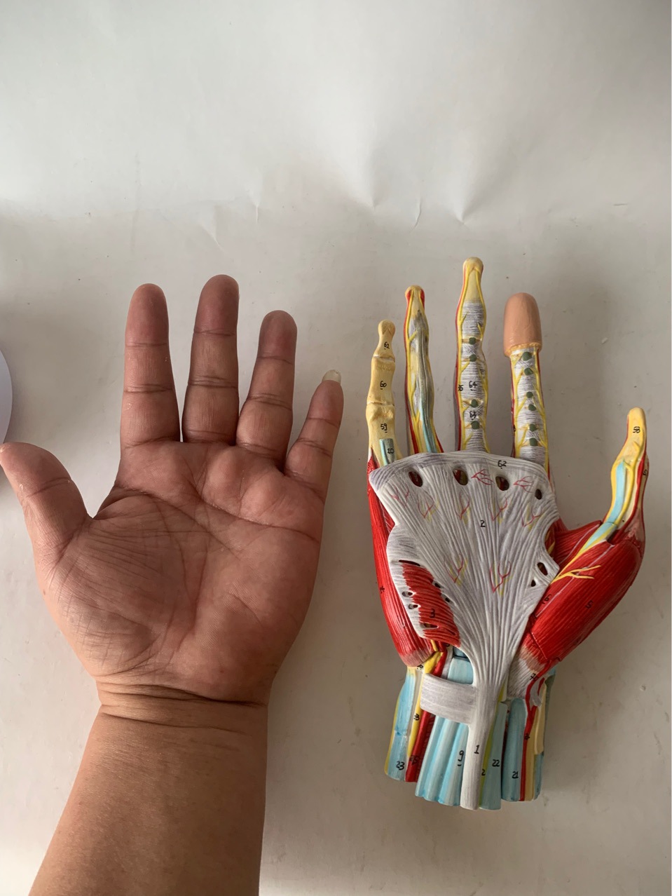 人体手掌解剖构造手掌肌肉韧带功能结构分拆件教学模型演示手指模-阿里巴巴