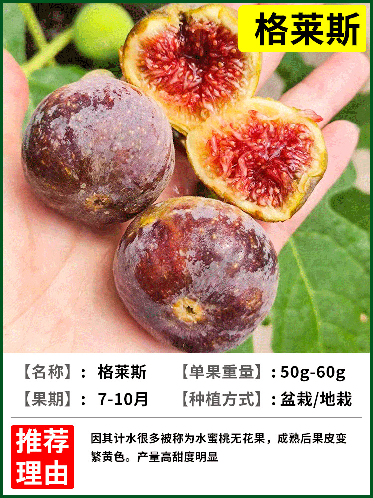 그레이스 6년근 모종 + 특수비료 [흙과 잎이 있는 나무 1그루]