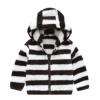 3097-5 deep coffee stripe