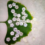 10mm碗花白蝶贝 DIY手工雕刻贝壳饰品古风服装配件多色