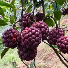 �����·N���ϻ��N�Ӳ����ȷN�����r���ϻ��N����F�N���͟Ό��